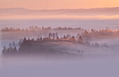  View of the Kochelmoos at sunrise and fog, Zell, Großweil, Bavaria, Germany 