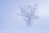  Old oak tree on a winter morning, Kochel am See, Bavaria, Germany, Europe 