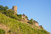  View up to Thurant Castle, Alken, Mosel, Rhineland-Palatinate, Germany 