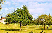 Apfelbäume an der Route du Cidre bei Cambremer im Pays d'Auge im Département Calvados in der Region Normandie in Frankreich