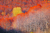 Etna National Park forest, Etna, Sicily, Italy