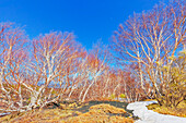 Birch trees (Betula aetnensis) sprouting, Etna, Sicily, Italy