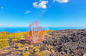 Volcanic landscape, Etna, Sicily, Italy