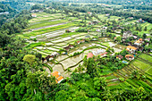  Luftaufnahme von grünen Reisfeldern und Häusern in Ubud, Bali, Indonesien. 