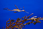  Der Große Fetzenfisch (Phyllopteryx taeniolatus), ein mit den Seepferdchen verwandter Meeresfisch, schwimmt im Aquarium. 