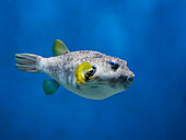 White-spotted puffer (Arothron hispidus) swims in aquarium.