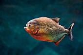 Red-bellied piranha, also known as the red piranha (Pygocentrus nattereri) swims in aquarium.