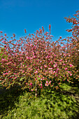  Niedzwetzkys Apfelbaum (Malus niedzwetzkyana) in Blüte. Museumsreservat Kolomenskoje, Moskau, Russland. 