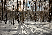  Schneebedeckte kahle Bäume im Bitsevski-Park (Bitza-Park) an einem Winternachmittag. Moskau, Russland. 