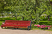 Park bench under blossoming apple trees in Kolomenskoye Museum Reserve. Moscow, Russia.