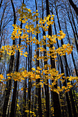 Young maple tree in golden yellow autumn colors. Bitsevski Park (Bitsa Park), Moscow, Russia.