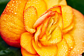 Close up view of a yellow Begonia flower covered in small dew drops.