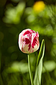 Unopened red and white striped tulip flowergrows in allotment garden.