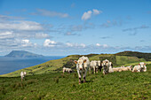 Curious cows in a natural pasture on Flores with Corvo island in the background, Azores islands, Portugal.