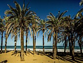 Palmen und Badegäste am Strand El Bajondillo am Abend,  Torremolinos, Provinz Malaga, Costa del Sol, Andalusien, Spanien