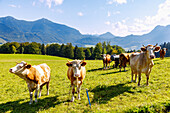  Cows on a pasture in Steinkirchen am Samerberg with a view towards Hochriesim Chiemgau in Upper Bavaria in Germany 