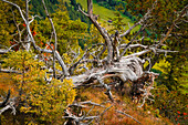 Toter Baum auf dem Saloberkamm, Füssen, Ostallgäu, Bayern, Deutschland, Europa