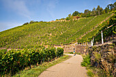  September morning in the vineyards above Winningen, Moselle Valley, Rhineland-Palatinate, Germany, Europe 