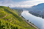  September morning in the vineyards above Winningen with a view of Lay, Moselle Valley, Rhineland-Palatinate, Germany, Europe 