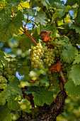  Grapes in September, Winningen, Moselle Valley, Rhineland-Palatinate, Germany, Europe 