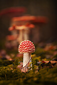  Fly agaric in the autumn forest, Bavaria, Germany 