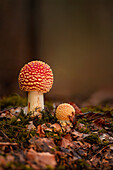  Young fly agarics in the autumn forest, Bavaria, Germany 