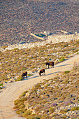  Esel wandern entlang einer Landstraße, Insel Folegandros, Kykladen, Griechenland 