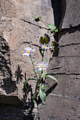 The plant is growing from the rock in summer day