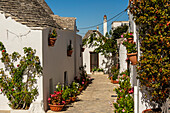 Gasse und Trulli-Häuser, Pflanzen und Blumen in Alberobello, Apulien, Italien.