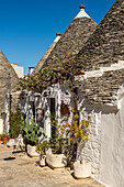 Gasse und Trulli-Häuser, Pflanzen und Blumen in Alberobello, Apulien, Italien.