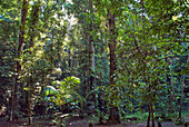 Wald, Französisch-Guayana, Überseedepartement Frankreichs