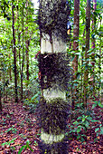 Palme mit dicken Stacheln am Stamm (Astrocaryum vulgare), Französisch Guayana, Überseedepartement Frankreichs