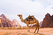  Kamel im Wadi Rum, Jordanien, Naher Osten, südliche Levante, Westasien 