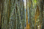  Die Luftwurzeln des Banyan-Baums hängen im Sacred Monkey Forest Sanctuary herab. Ubud, Bali, Indonesien. 