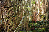  Die Luftwurzeln des Banyan-Baums hängen im Sacred Monkey Forest Sanctuary herab. Ubud, Bali, Indonesien. 