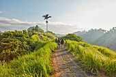 People walk on the Campuhan Ridge Walk trail in the early morning. Ubud, Bali, Indonesia.