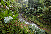 Smal river runs through rainforest near the Hotel Tjampuhan Spa. Ubud, Bali, Indonesia.