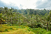 A view of the Tegalalang Rice Terrace on a cloudy day. Tegalalang village, Bali, Indonesia.