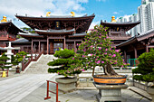 Bonsai trees grow in a courtyard of Chi Lin Nunnery, a large Buddhist temple complex. Diamond Hill, Kowloon, Hong Kong, China.