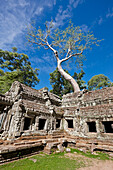  Auf den Ruinen des alten Ta Prohm-Tempels wächst ein großer Baum. Archäologischer Park Angkor, Provinz Siem Reap, Kambodscha. 