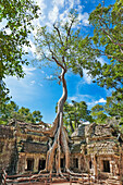 Overgrown ruins of ancient Ta Prohm temple. Angkor Archaeological Park, Siem Reap Province, Cambodia.