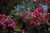 Pune, India, Flower, Bougaenvilla, Pink flower