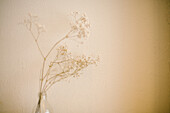 The netherlands, Flower, Babys breath, White flower, bokeh, fineart