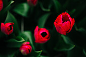 Noorwijk, The Netherlands, Red Tulips, Tulip fields