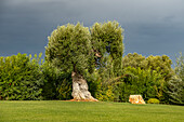 Beautiful healthy olive tree in a luxurious garden in Southern Italy.