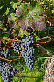  Grapevine in South Tyrol, autumn 