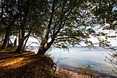  View of the cliffs at Eitz in Weissenhaeuser Strand, Baltic Sea, Ostholstein, Schleswig-Holstein, Germany 