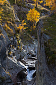  mountain stream, larch trees, autumn, Gran Paradiso National Park, Italy 