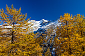  mountain landscape, Gran Paradiso mountain, larch, autumn, Gran Paradiso National Park, Italy 