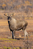 Elch, Alces alces, alter Elchbulle im Herbst, Jämtland, Schweden